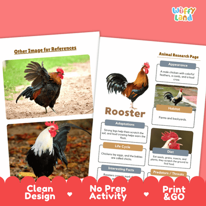 Rooster Animal Research Page Worksheets and Fact Sheet Activity