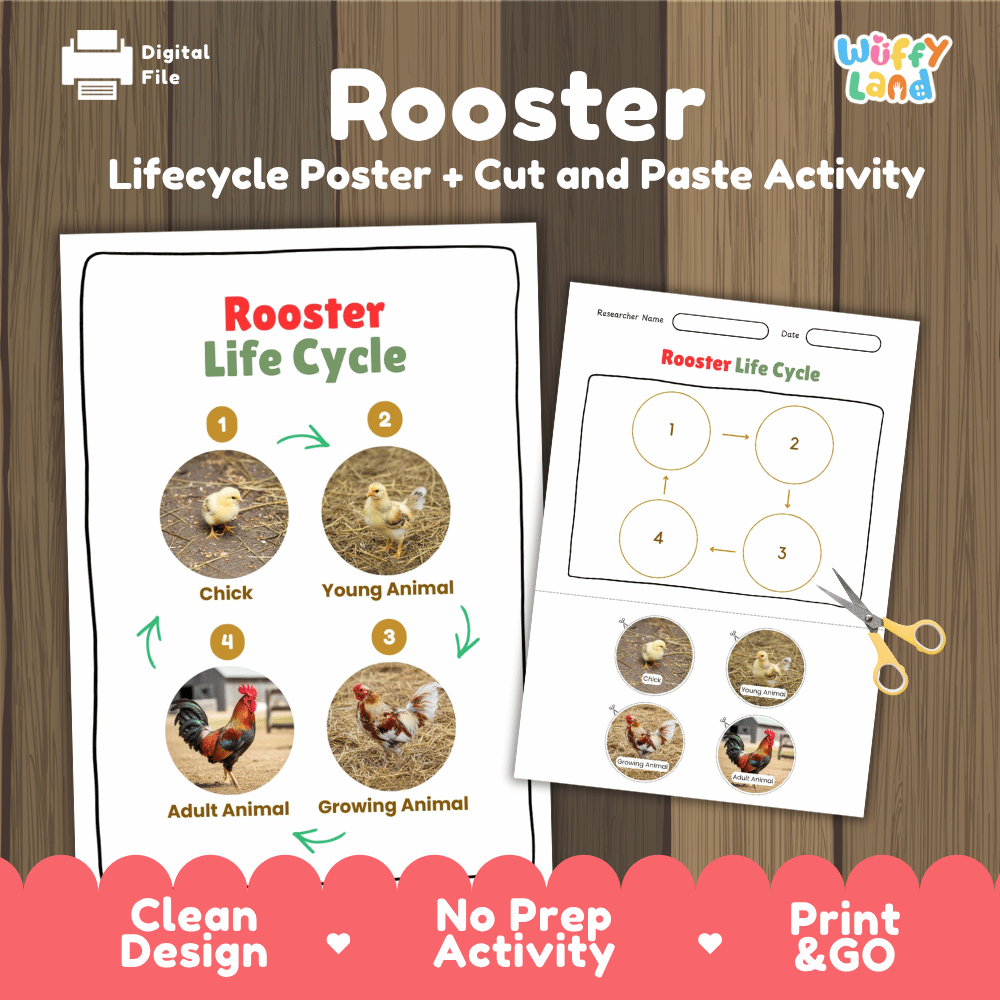 Rooster Life Cycle Poster and Cut and Paste Activity Worksheets