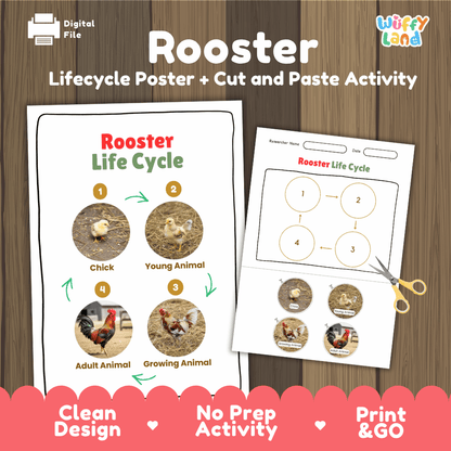 Rooster Life Cycle Poster and Cut and Paste Activity Worksheets