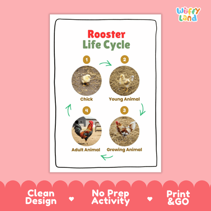 Rooster Life Cycle Poster and Cut and Paste Activity Worksheets