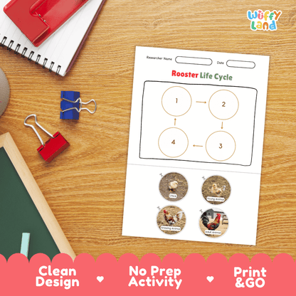 Rooster Life Cycle Poster and Cut and Paste Activity Worksheets