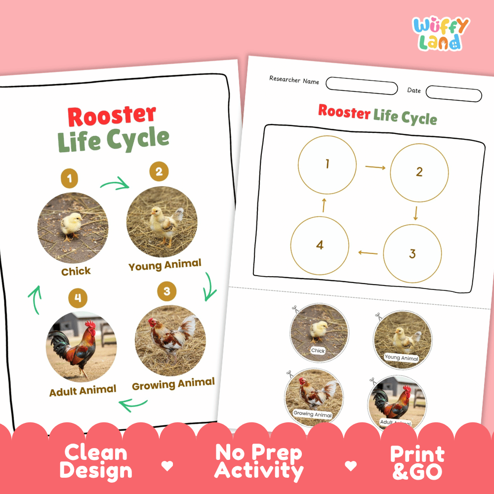 Rooster Life Cycle Poster and Cut and Paste Activity Worksheets