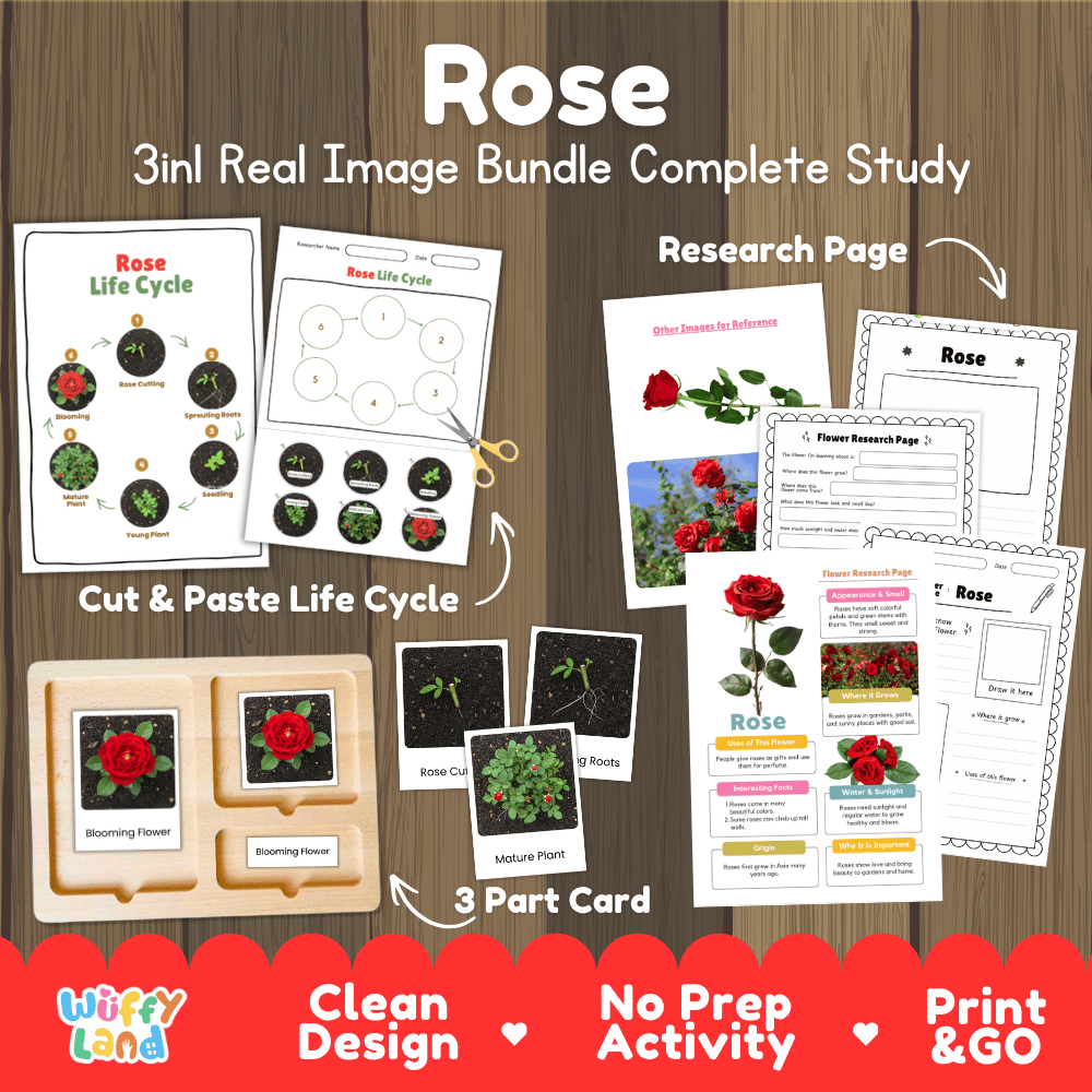 Rose plant 3in1 real image bundle complete study printable featuring life cycle cut and paste worksheets, Montessori 3-part cards, and research pages