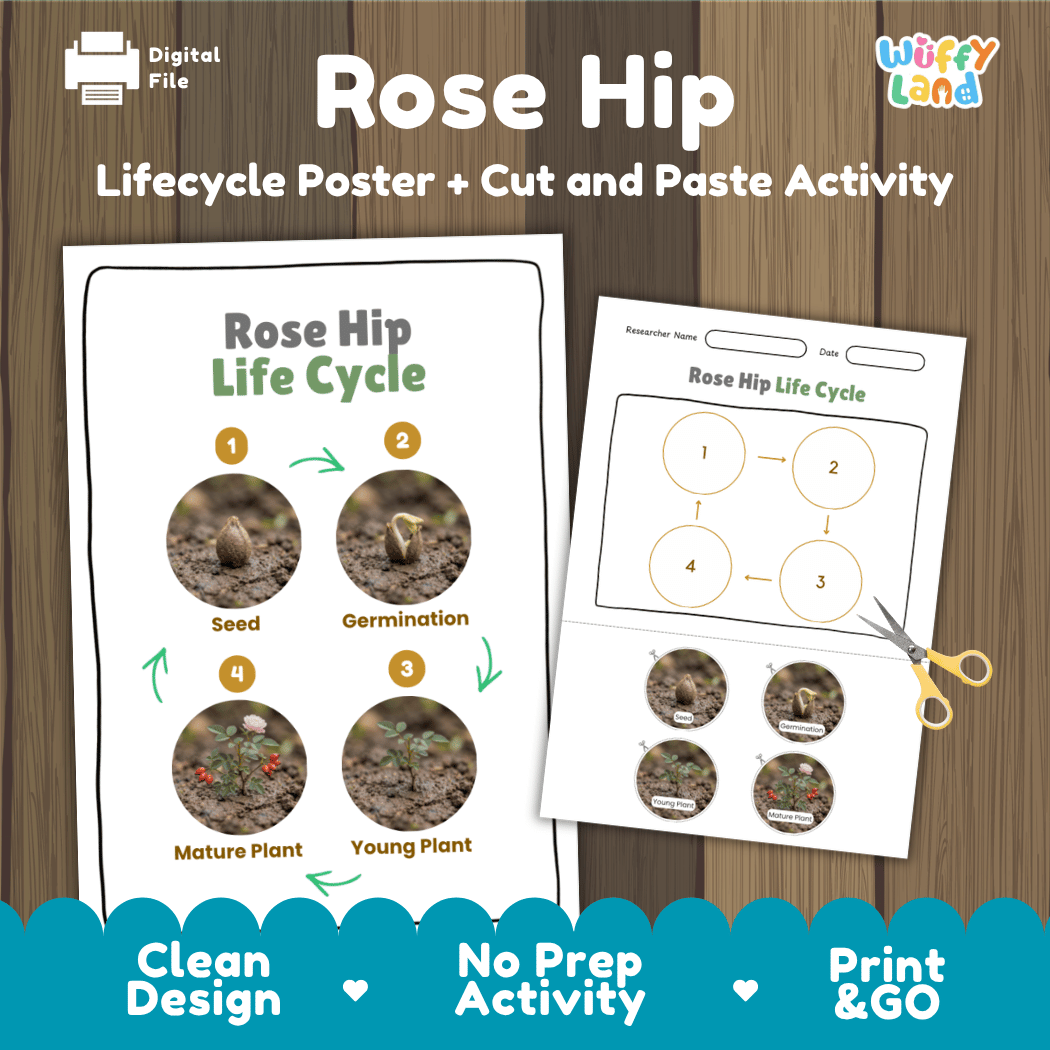Rose hip wild rose plant life cycle educational poster and cut and paste printable sequencing activity featuring real photos for elementary science