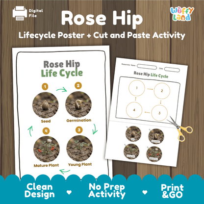 Rose hip wild rose plant life cycle educational poster and cut and paste printable sequencing activity featuring real photos for elementary science