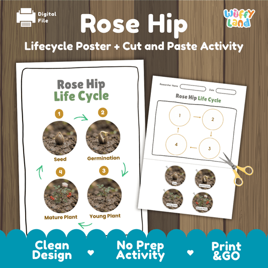 Rose hip wild rose plant life cycle educational poster and cut and paste printable sequencing activity featuring real photos for elementary science