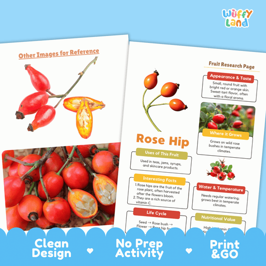 Rose Hip Fruit Research Activity Worksheet Science Plant Life Cycle Edible Plant