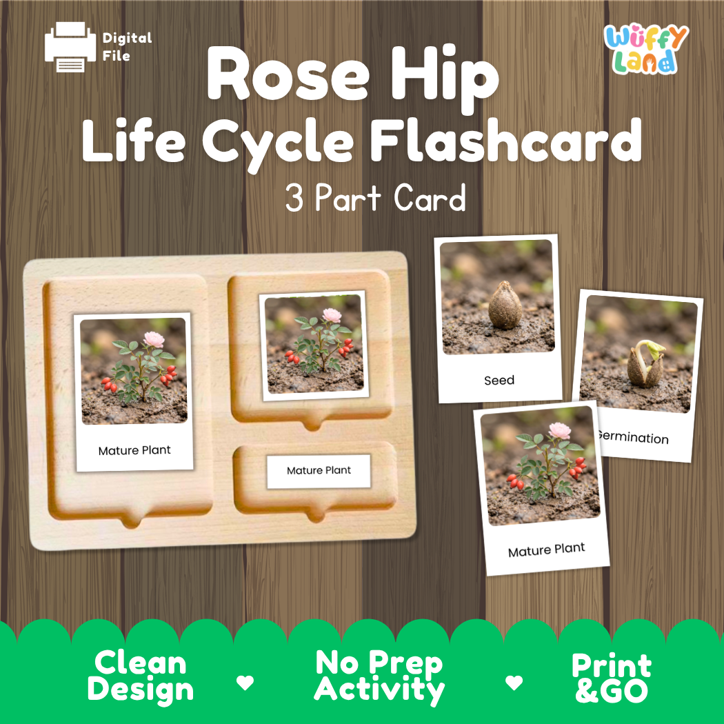 Digital product preview of a 'Rose Hip Life Cycle Flashcard' set by Wiffy Land, showing a wooden 3-part card tray with sample photos of seed, germination, and mature plant stages, set against a wood panel background with green promotional text at the bottom.