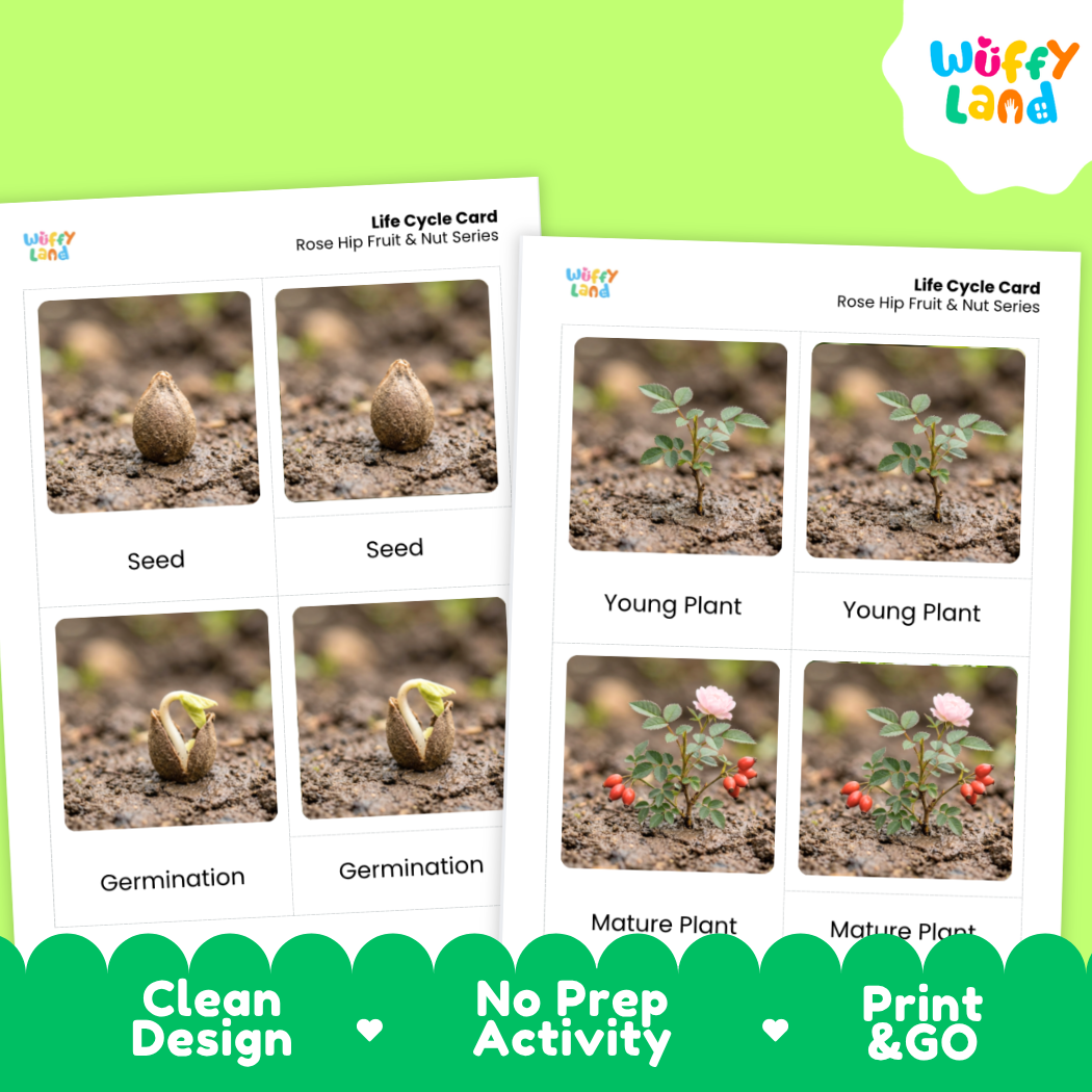 Rose Hip Life Cycle Flashcard 3 Part Card Montessori Printable Activity