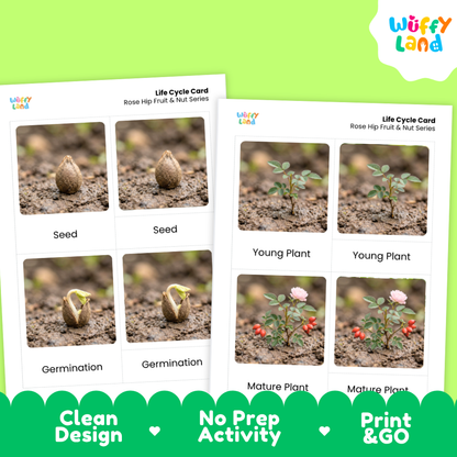 Rose Hip Life Cycle Flashcard 3 Part Card Montessori Printable Activity