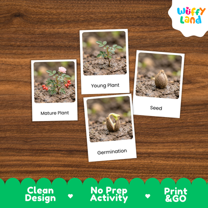 Four printed cards showing plant growth stages labeled Mature Plant, Young Plant, Seed, and Germination, arranged on a brown wood background. The Wuffy Land logo appears in the top right, and a green banner at the bottom reads Clean Design, No Prep Activity, and Print & GO.
