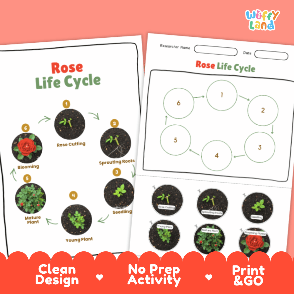 Rose Lifecycle Poster and Cut and Paste Activity Worksheets | Plant Science Printables
