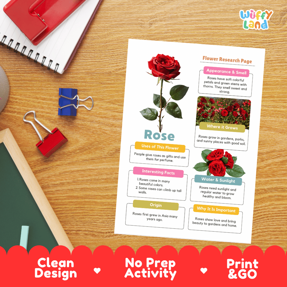 Rose Plant Research Page and Worksheets Print and Go Activity