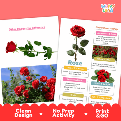 Rose Plant Research Page and Worksheets Print and Go Activity