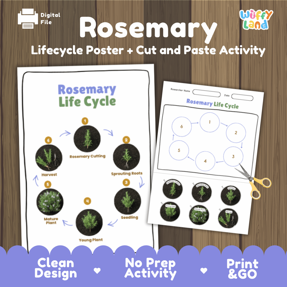 Rosemary Lifecycle Poster and Cut and Paste Activity Worksheets | Plant Science Printables