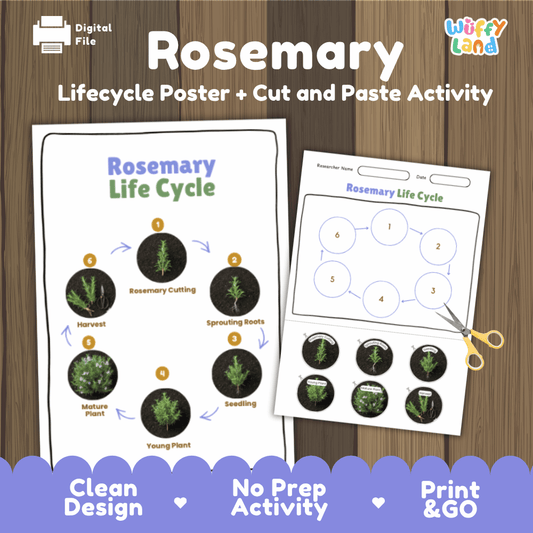 Educational rosemary plant life cycle cut and paste sequencing worksheet with real photos showing stem cutting, sprouting roots, seedling, young plant, mature plant, and harvest