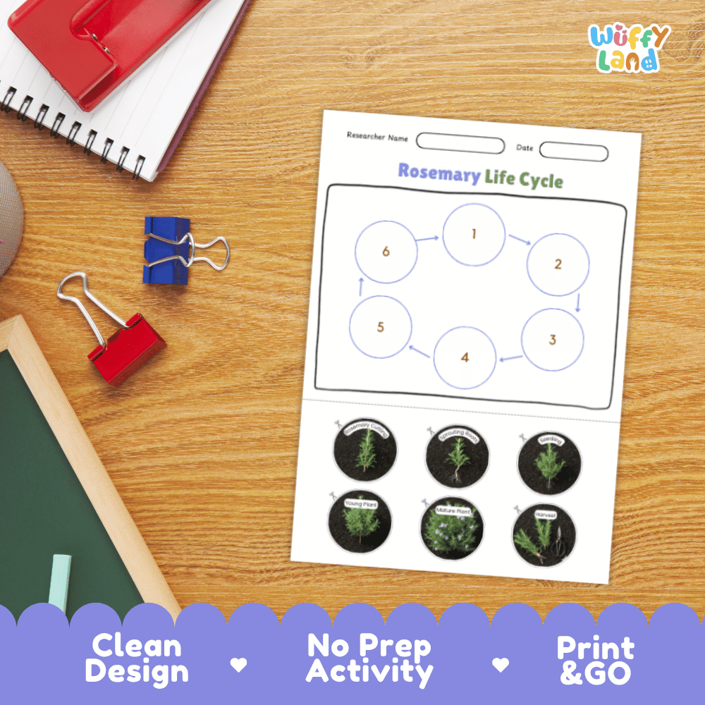 Rosemary Lifecycle Poster and Cut and Paste Activity Worksheets | Plant Science Printables
