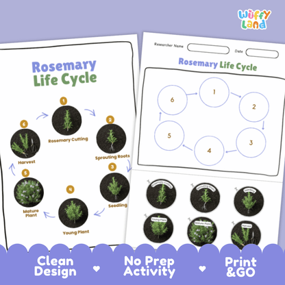 Rosemary Lifecycle Poster and Cut and Paste Activity Worksheets | Plant Science Printables