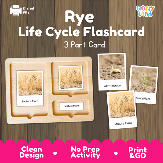 Rye Life Cycle Flashcard 3 Part Card Science Printable Activity
