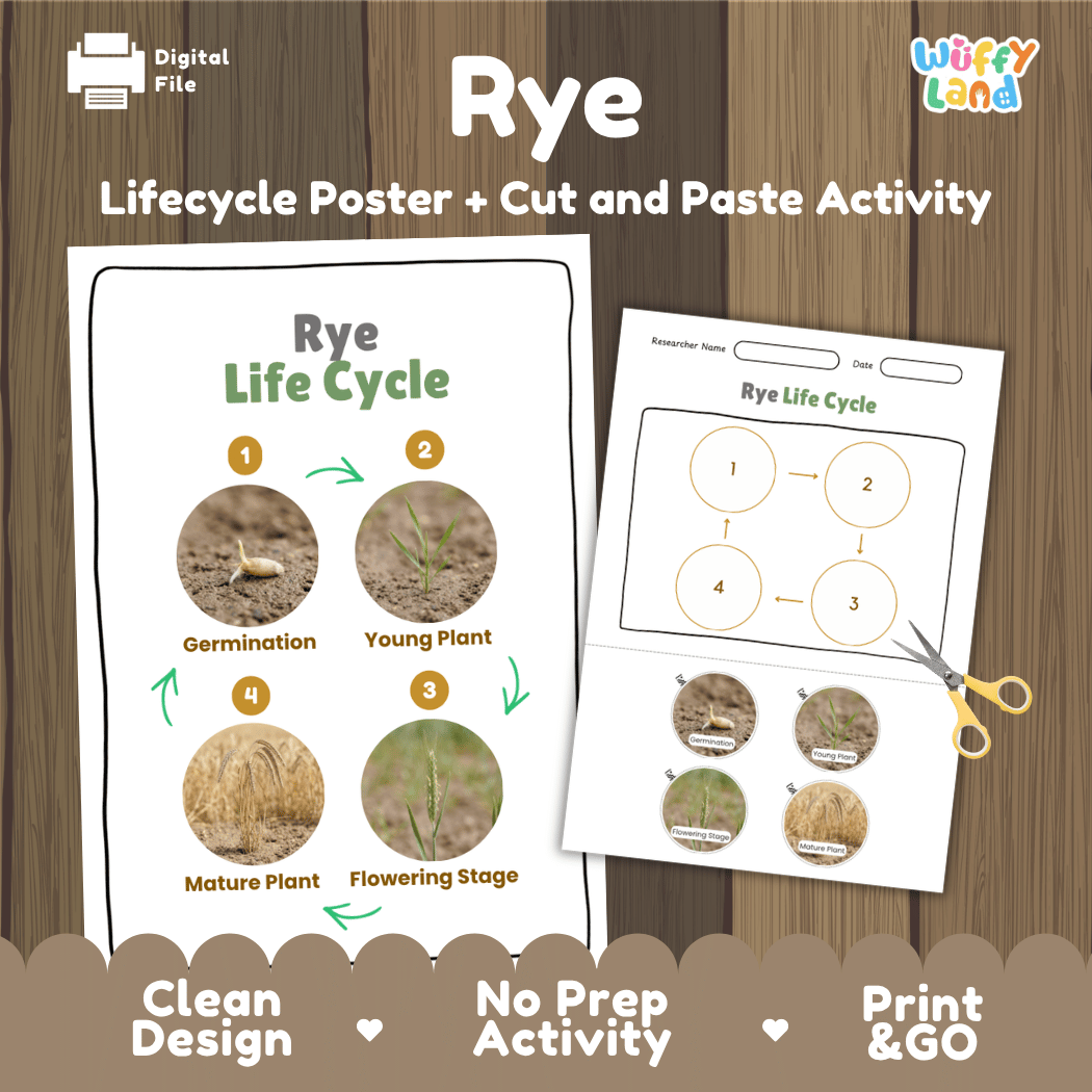 Rye Life Cycle Poster and Cut and Paste Activity Worksheets