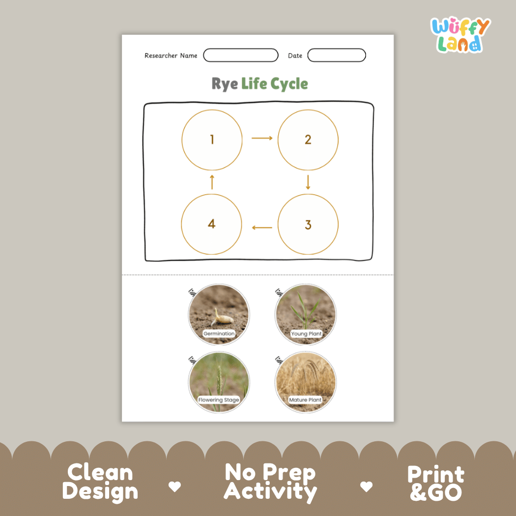 Rye Life Cycle Poster and Cut and Paste Activity Worksheets