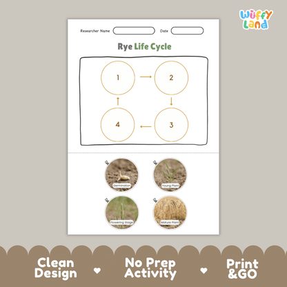 Rye Life Cycle Poster and Cut and Paste Activity Worksheets