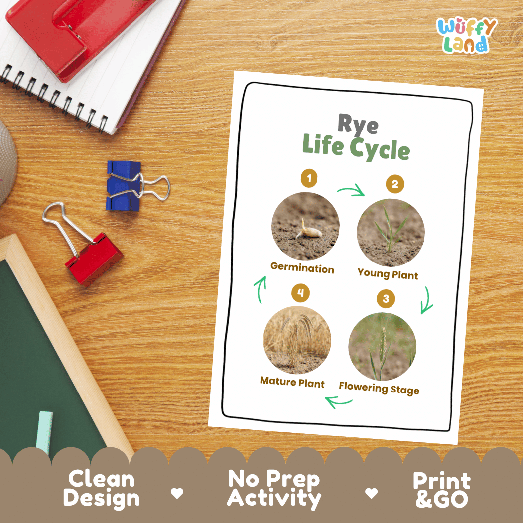 Rye Life Cycle Poster and Cut and Paste Activity Worksheets