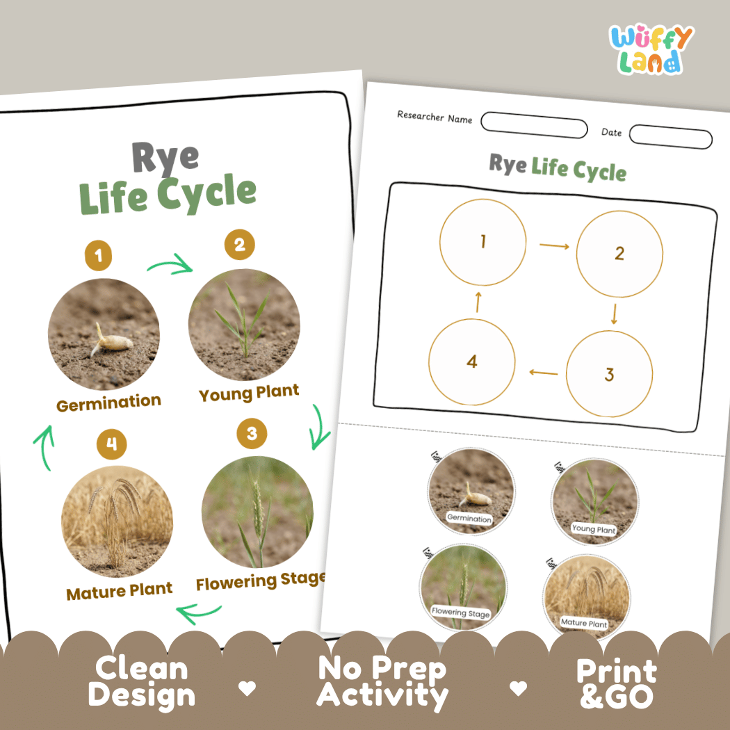 Rye Life Cycle Poster and Cut and Paste Activity Worksheets