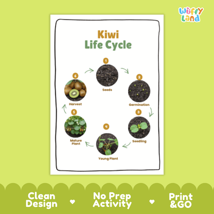 Kiwi Lifecycle Poster and Cut and Paste Activity Worksheets | Plant Science Printables