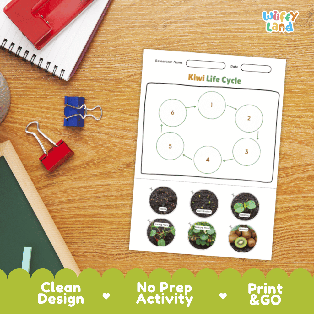 Kiwi Lifecycle Poster and Cut and Paste Activity Worksheets | Plant Science Printables