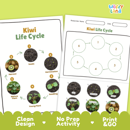 Kiwi Lifecycle Poster and Cut and Paste Activity Worksheets | Plant Science Printables