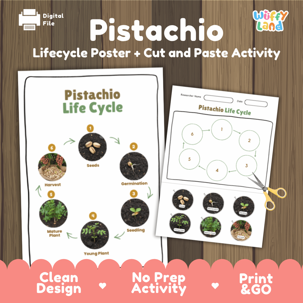 Pistachio Lifecycle Poster and Cut and Paste Activity Worksheets | Plant Science Printables