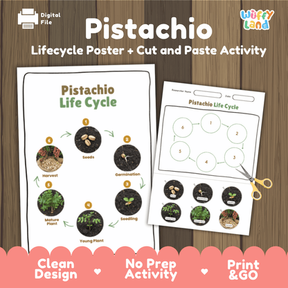 Pistachio Lifecycle Poster and Cut and Paste Activity Worksheets | Plant Science Printables