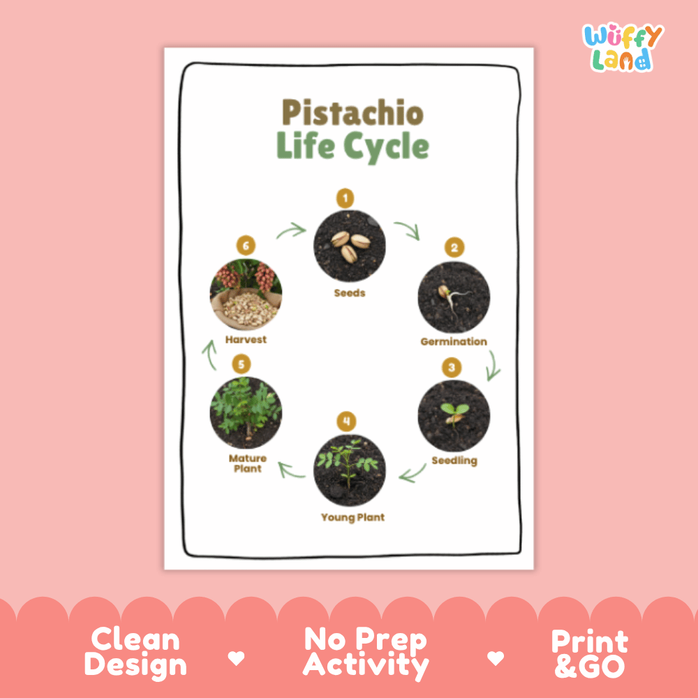 Pistachio Lifecycle Poster and Cut and Paste Activity Worksheets | Plant Science Printables