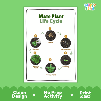 Mate Plant Lifecycle Poster and Cut and Paste Activity Worksheets | Plant Science Printables