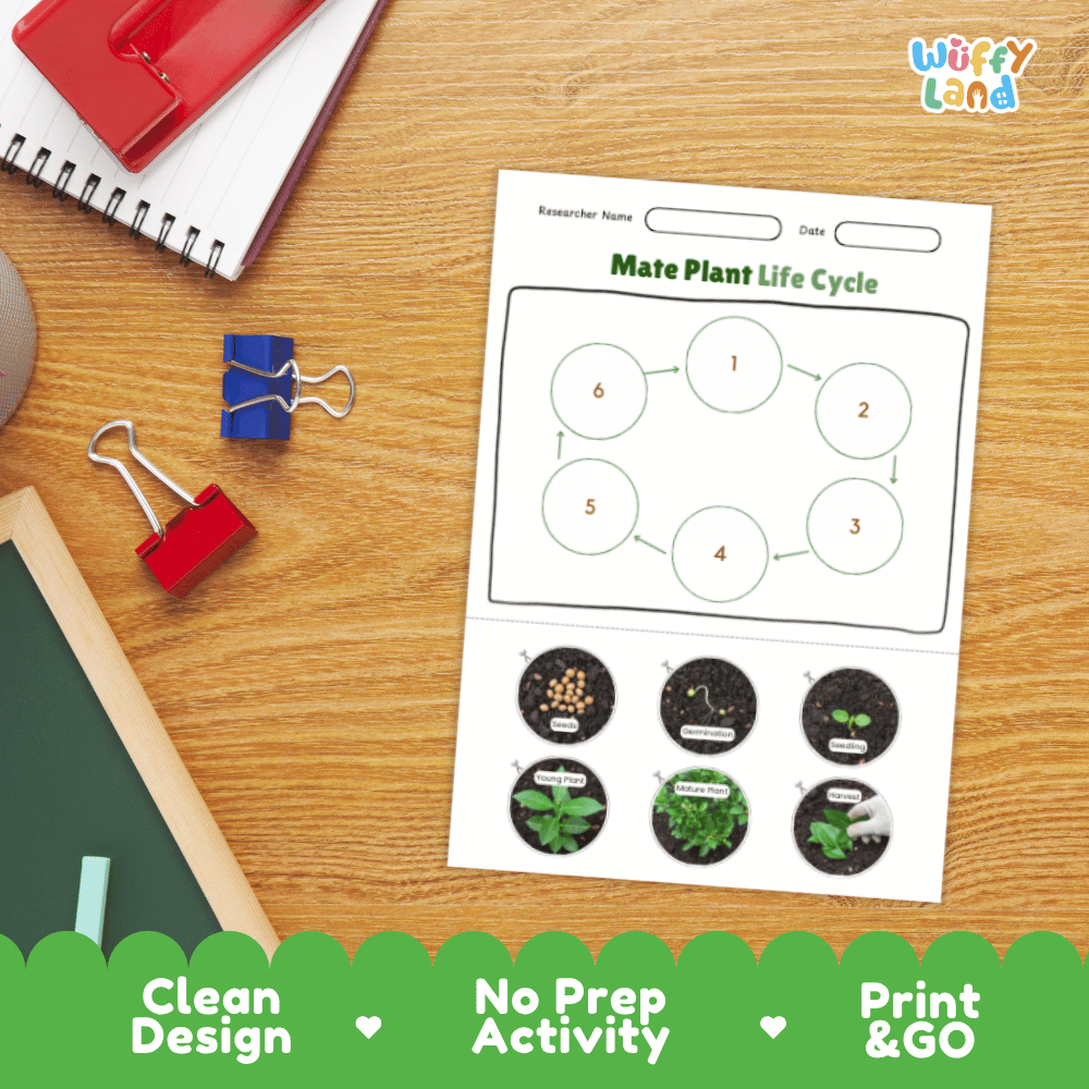 Mate Plant Lifecycle Poster and Cut and Paste Activity Worksheets | Plant Science Printables
