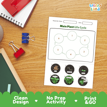 Mate Plant Lifecycle Poster and Cut and Paste Activity Worksheets | Plant Science Printables
