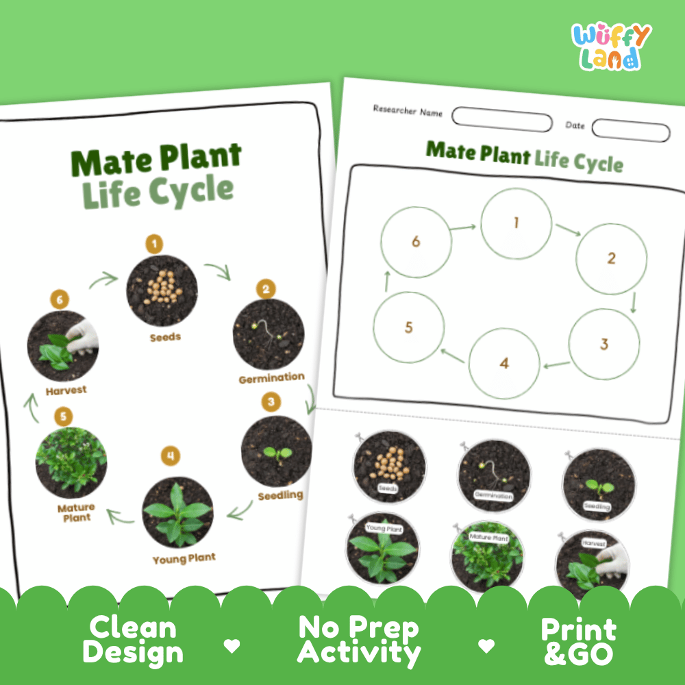 Mate Plant Lifecycle Poster and Cut and Paste Activity Worksheets | Plant Science Printables