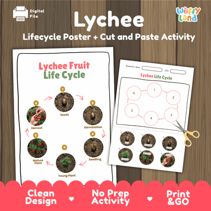 Lychee Fruit Life Cycle Poster and Cut and Paste Activity Worksheets