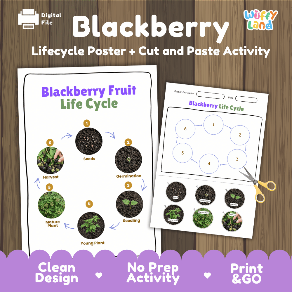 Blackberry Fruit Life Cycle Poster and Cut and Paste Activity Worksheets