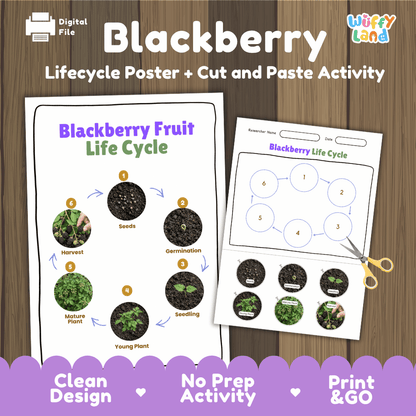 Blackberry Fruit Life Cycle Poster and Cut and Paste Activity Worksheets
