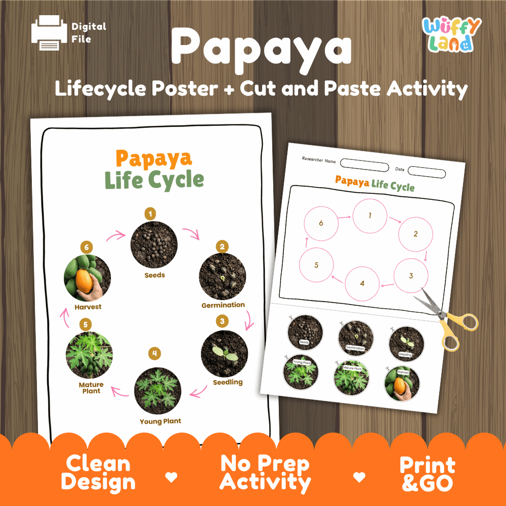 Papaya Fruit Life Cycle Poster and Cut and Paste Activity Worksheets