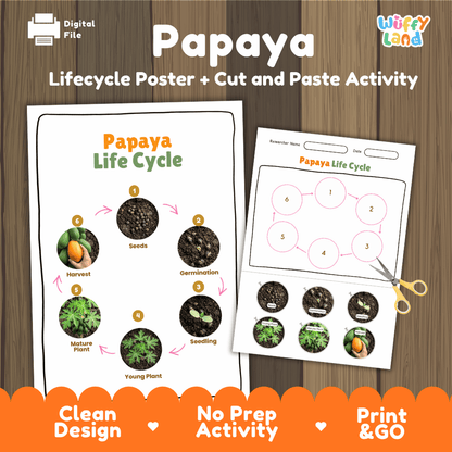 Papaya Fruit Life Cycle Poster and Cut and Paste Activity Worksheets
