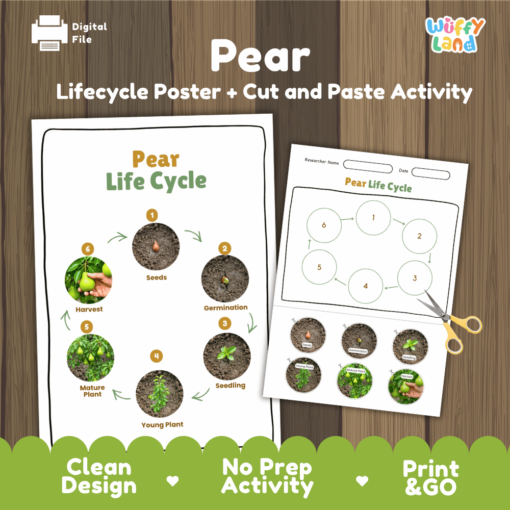 Pear Life Cycle Poster and Cut and Paste Activity Worksheets