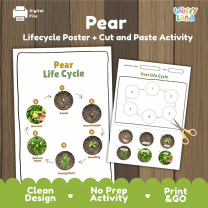 Pear Life Cycle Poster and Cut and Paste Activity Worksheets