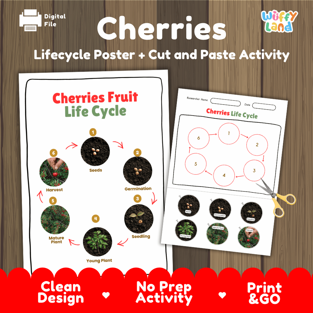Cherries Fruit Life Cycle Poster and Cut and Paste Activity Worksheets