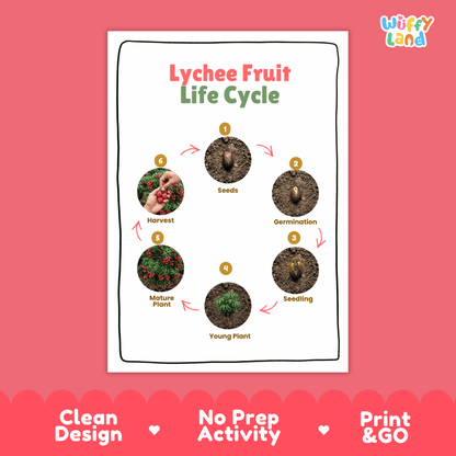 Lychee Fruit Life Cycle Poster and Cut and Paste Activity Worksheets