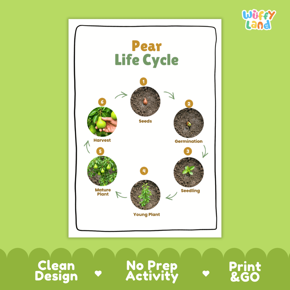 Pear Life Cycle Poster and Cut and Paste Activity Worksheets