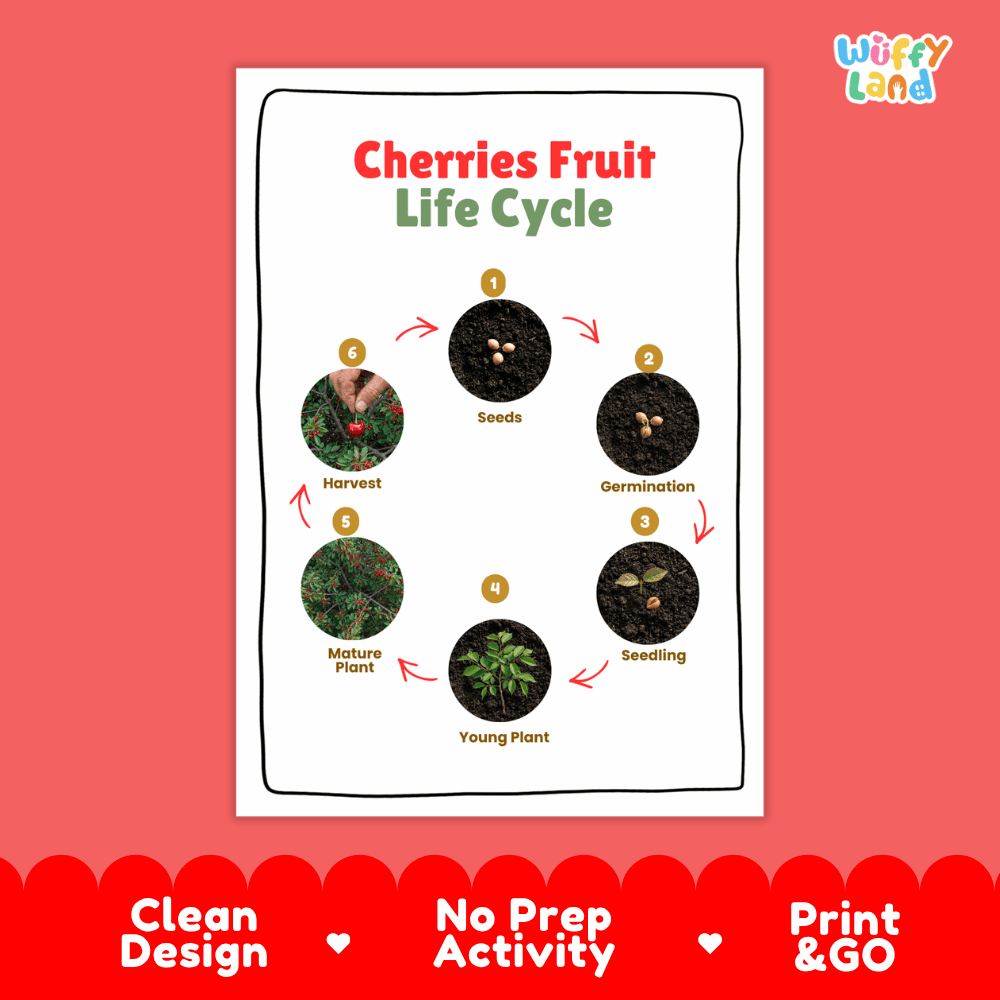 Cherries Fruit Life Cycle Poster and Cut and Paste Activity Worksheets