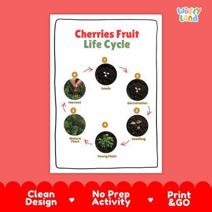 Cherries Fruit Life Cycle Poster and Cut and Paste Activity Worksheets